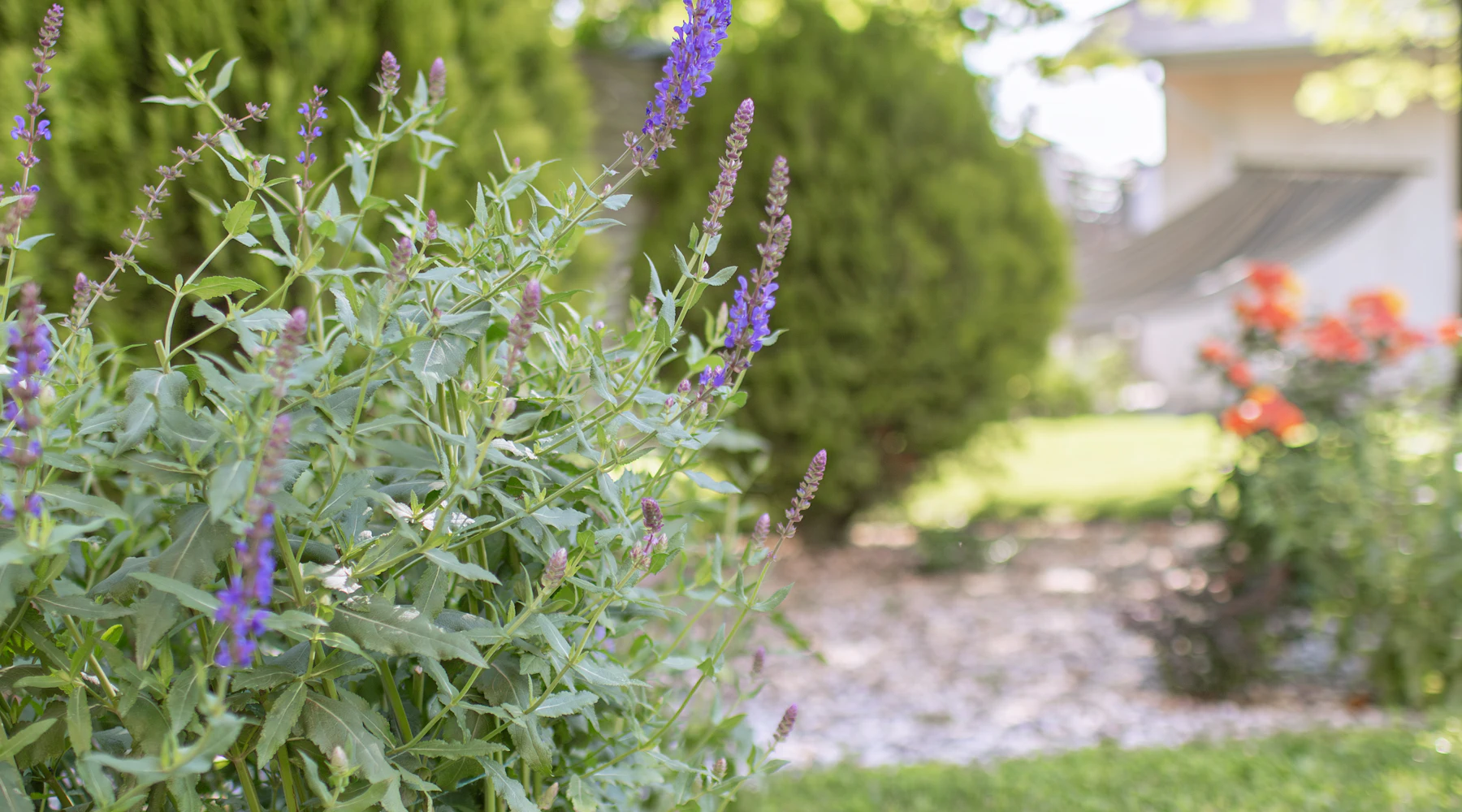 Landscaped residential garden in bloom